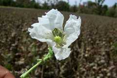Papaver somniferum